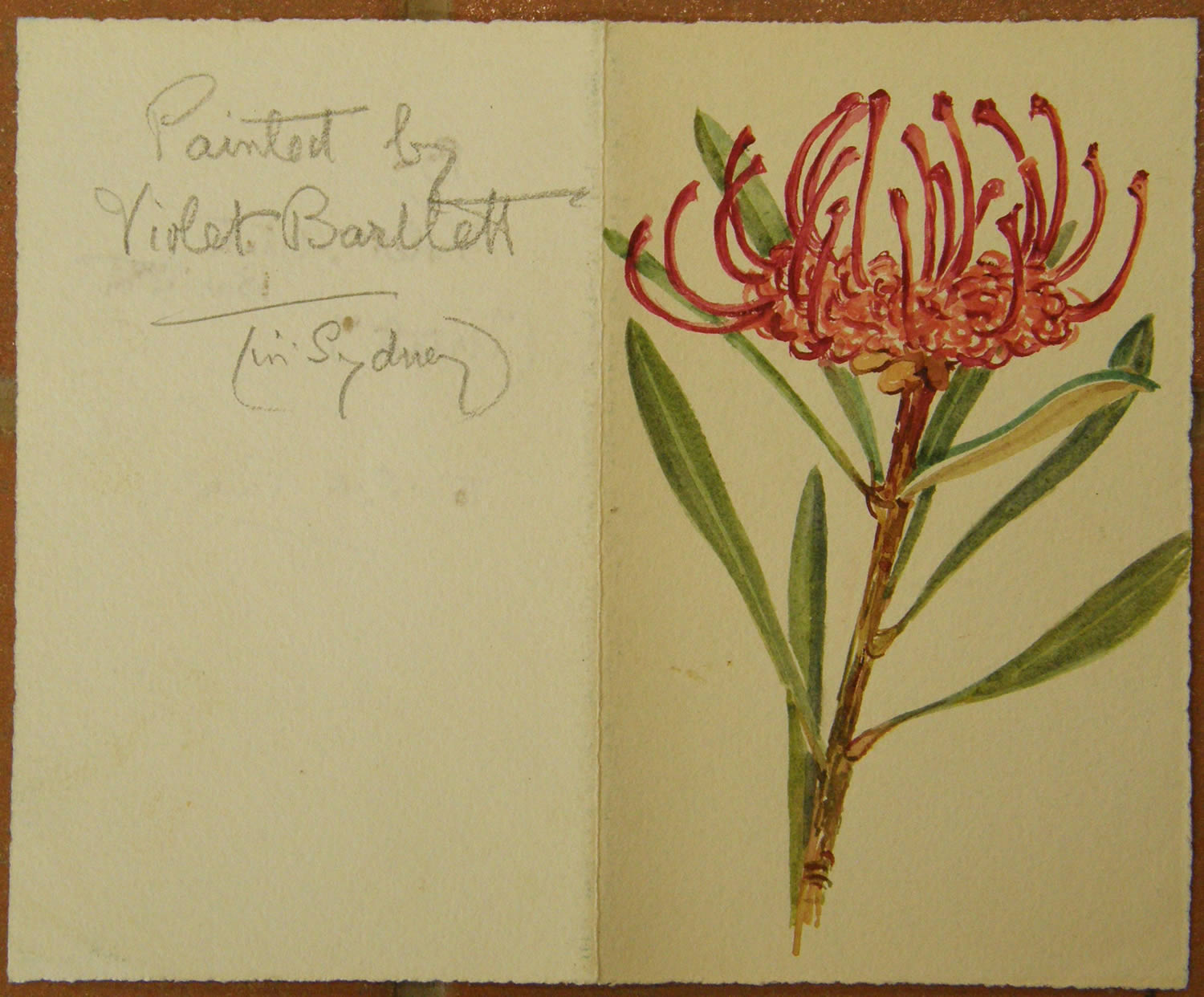 how violet drawing Pink's Collection. Olive Painting Waratah by Pink of Olive